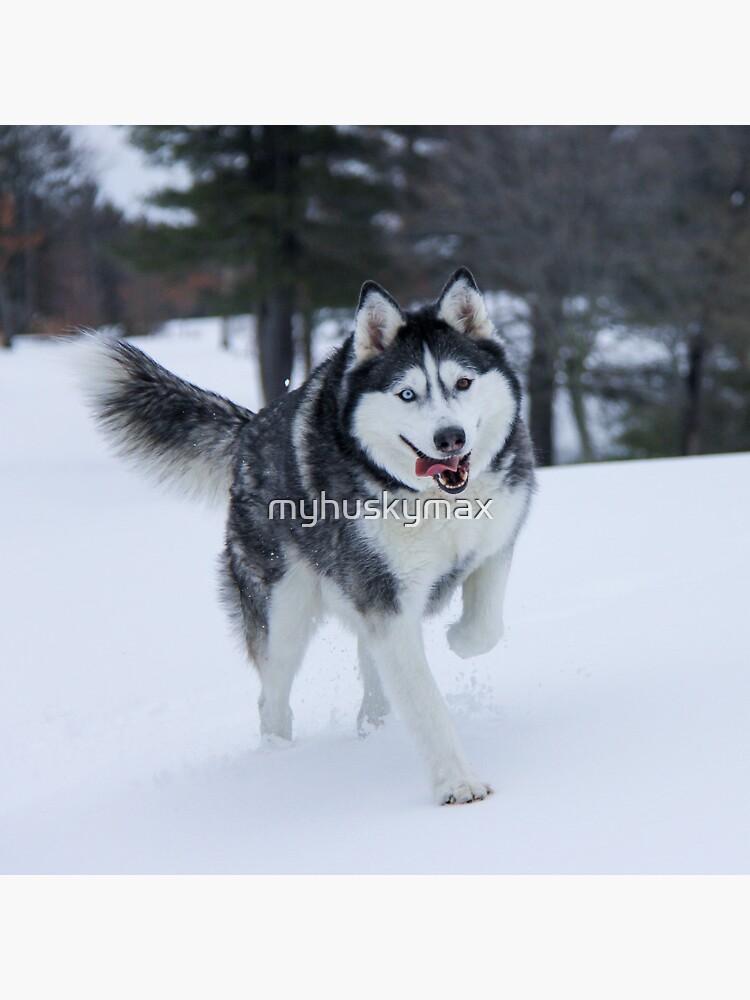 Blue Eyes Wolf Siberian Husky Blue Eyes Husky Wolf Hybrids Wolf