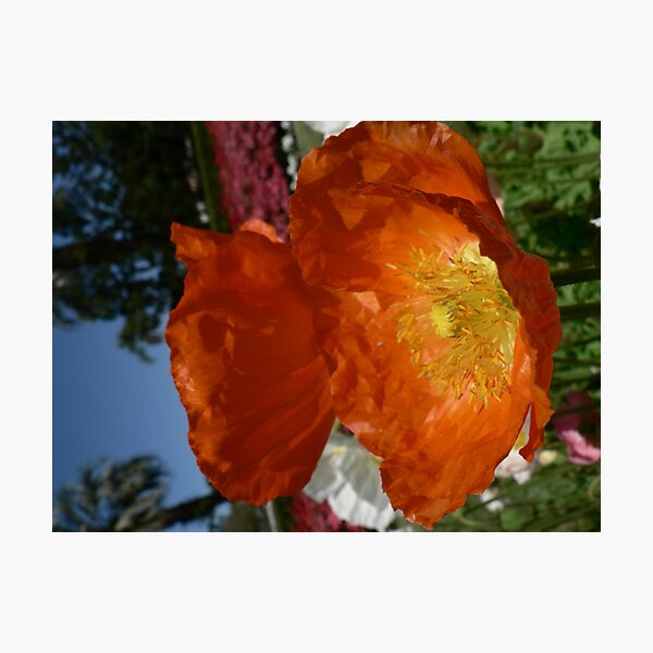 Item preview, Orange Crisp designed and sold by Samantha Field.