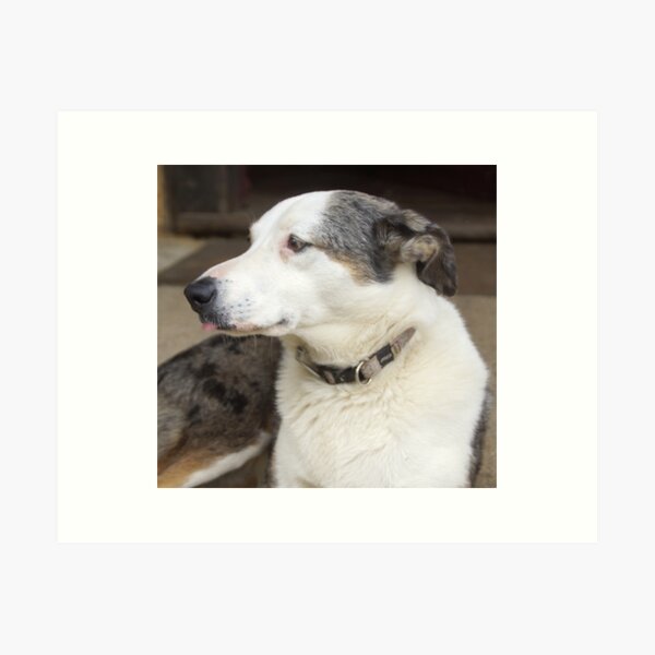 Bonnie the Cellar Door Dog. Adelaide Artist Avril Thomas at Magpie Springs Art Print