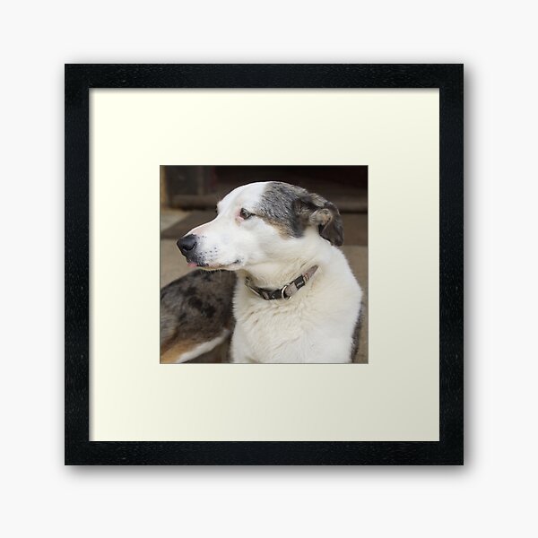 Bonnie the Cellar Door Dog. Adelaide Artist Avril Thomas at Magpie Springs Framed Art Print