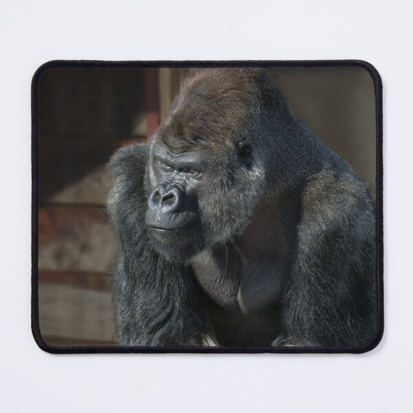 Item preview, Silverback On A Cold Day designed and sold by rawshutterbug.