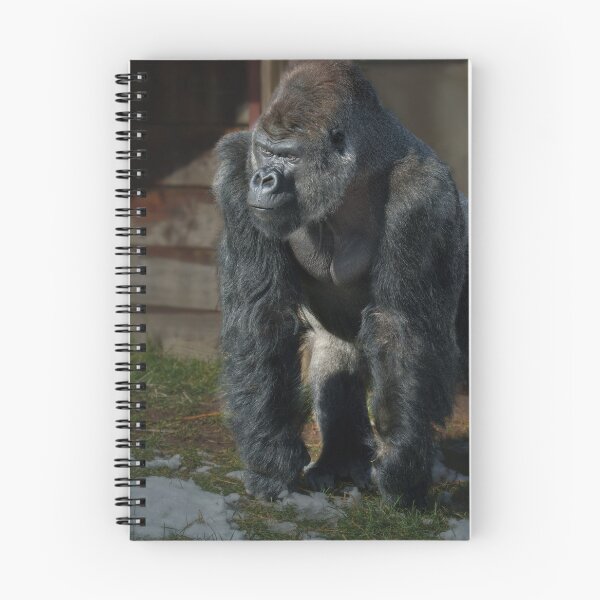 Item preview, Silverback On A Cold Day designed and sold by rawshutterbug.