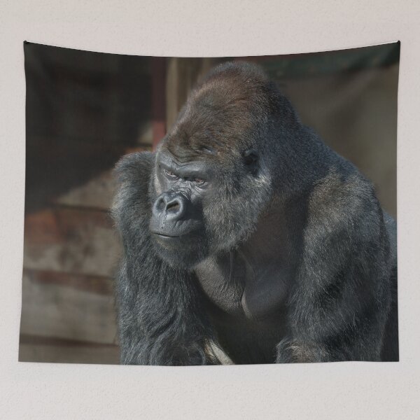 Item preview, Silverback On A Cold Day designed and sold by rawshutterbug.