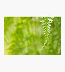 Tropical Fern Photographic Print