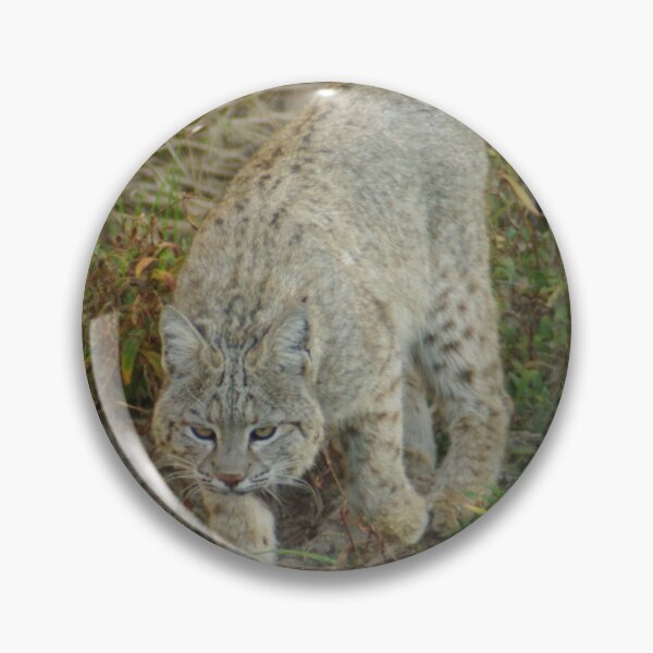 Artikelvorschau, Rotluchs auf der Pirsch entworfen und verkauft von PatGoltz.