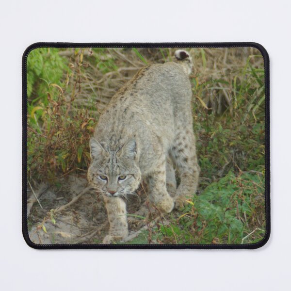 Item preview, Bobcat on the Prowl designed and sold by PatGoltz.