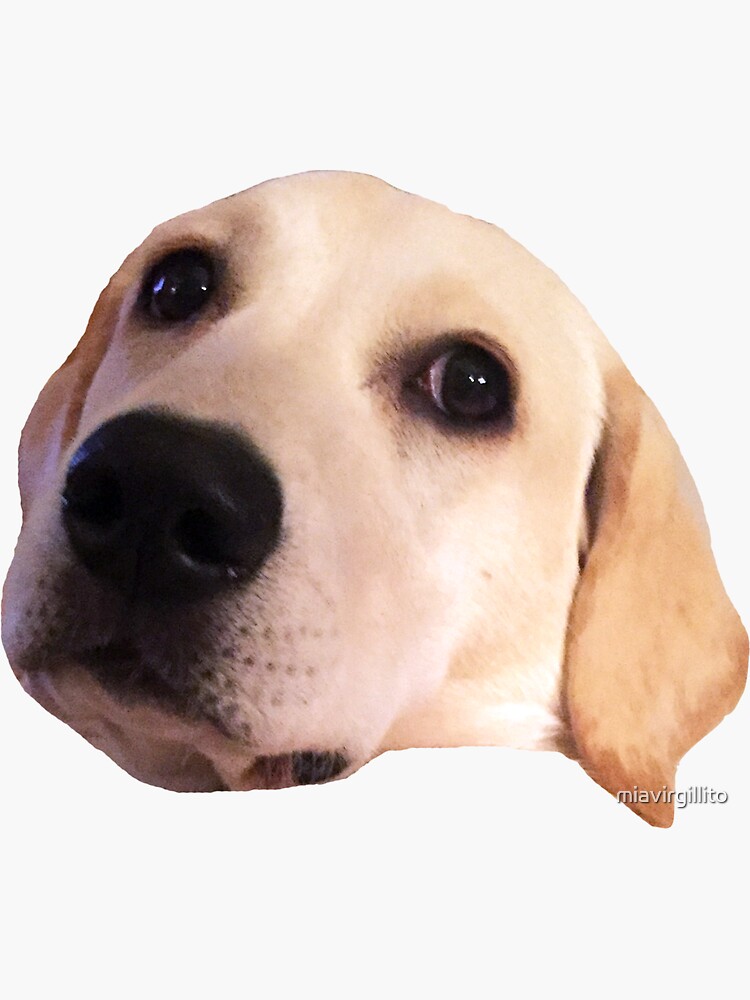"Yellow Lab" Sticker for Sale by miavirgillito Redbubble