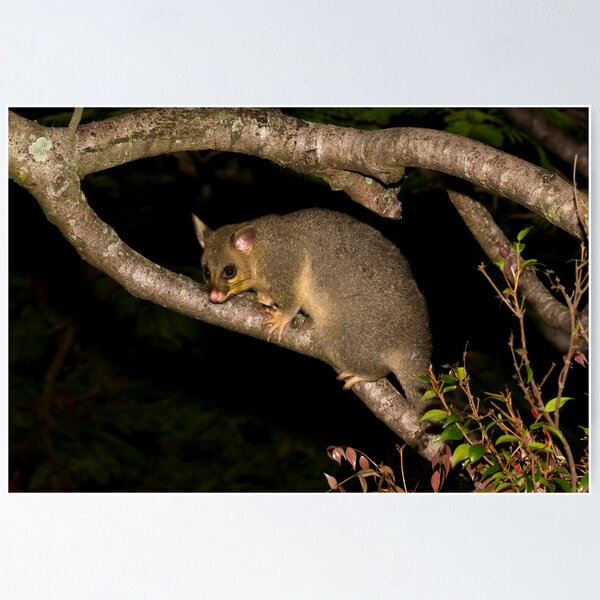 Brushtail Poster