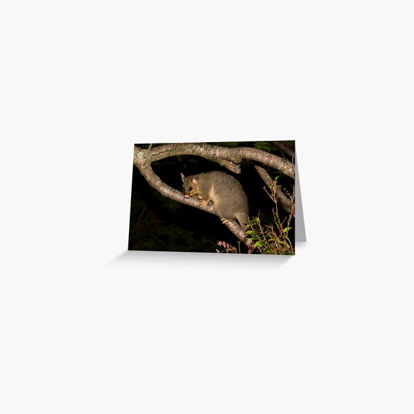 Brushtail Greeting Card