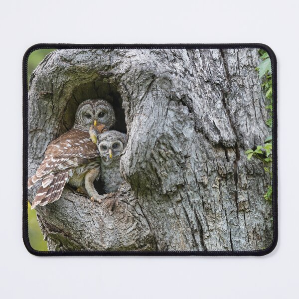 Item preview, Owls designed and sold by Puttaswamy Ravishankar.