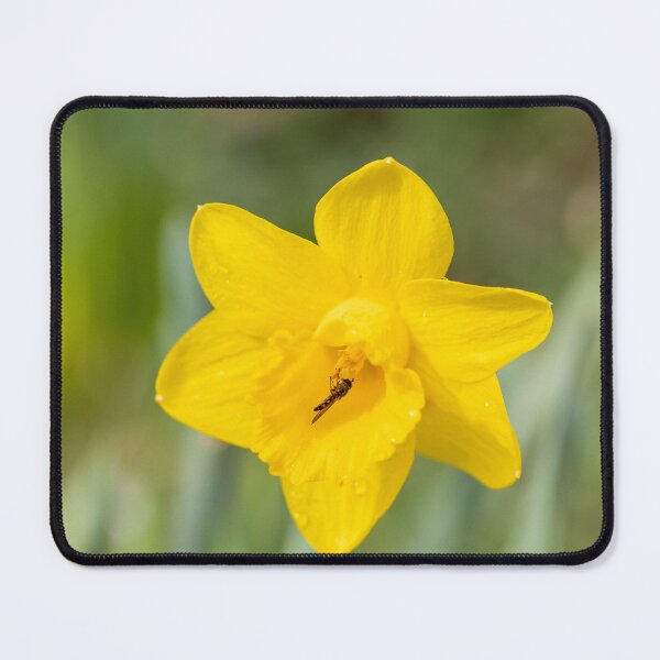 Item preview, Hoverfly On A Daffodil designed and sold by Tanya C  Smith.