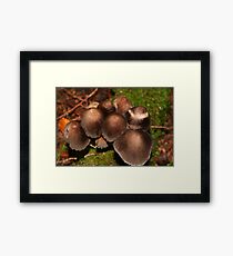 Little Brown Mushrooms* Framed Print