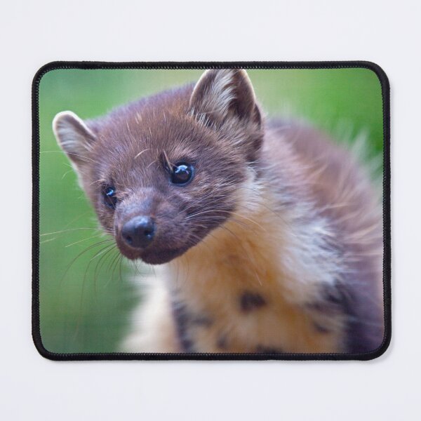 Item preview, Pine Marten Portrait designed and sold by Krys Bailey.