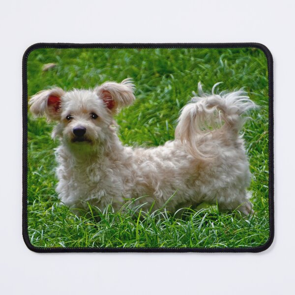 Item preview, This Is Our Little Fighter IV designed and sold by alabca.