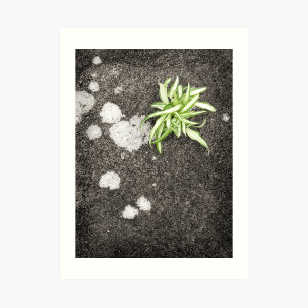 Chlorophytum Art Print