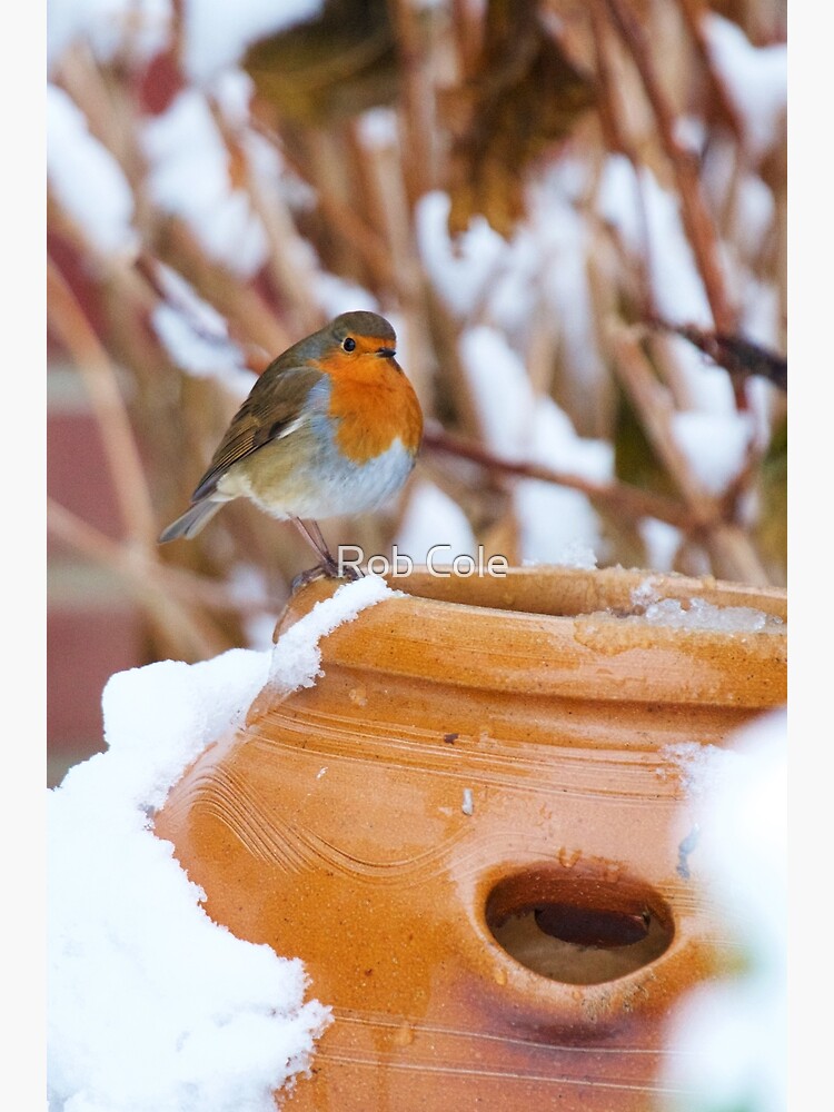 Robin (Erithacus rubecula) by robcole