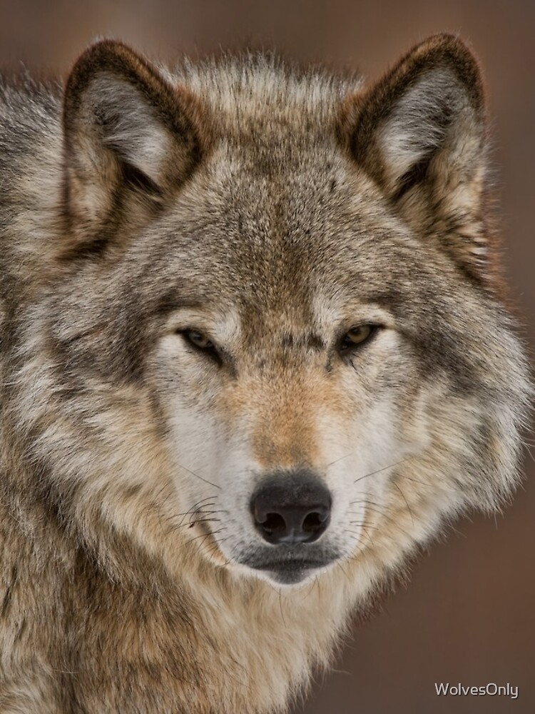 Thumbnail 4 of 4, iPhone Case, Timber Wolf designed and sold by WolvesOnly.