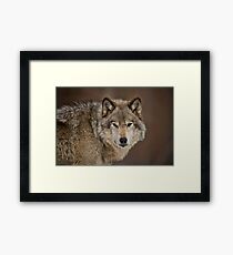 Timber Wolf Framed Print