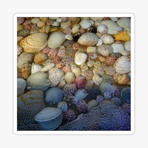My Favorite Seashell Collection Sticker for Sale by CommandoCrane