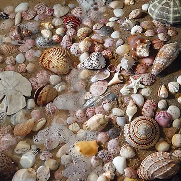 Artwork thumbnail, My Favorite Shells by CommandoCrane