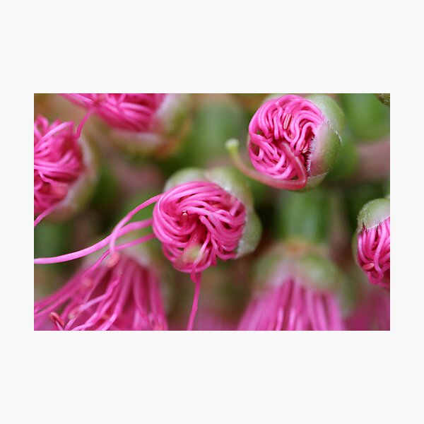 Item preview, budding callistemon designed and sold by picketty.