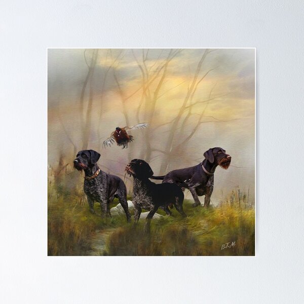 Deutsch drahthaar gundog