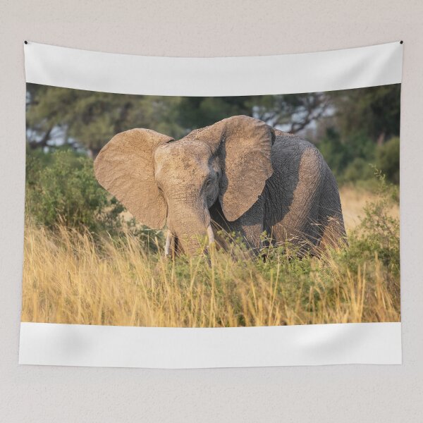 Item preview, Lone Elephant Botswana Africa designed and sold by PhotoArt by Joan Carroll.