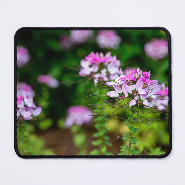 Item preview, Spider Flower designed and sold by Daniel's Destinations.