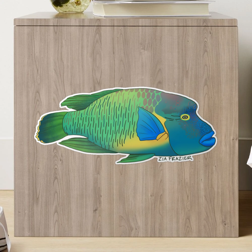 Napoleonfish (Humphead Wrasse)