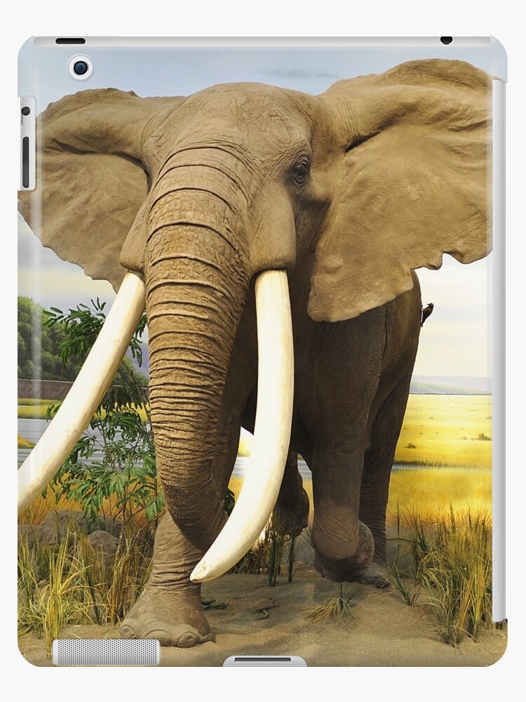 an elephant iPad Case & Skin for Sale by Mateza