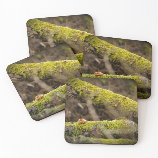 Item preview, Wild mushrooms on an old mossy tree designed and sold by Piotr Front.