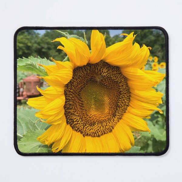 Item preview, Sunflower designed and sold by Craig Kauzmann.