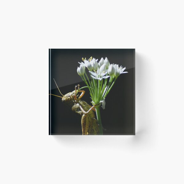 Item preview, Gratitude designed and sold by Elliot L..