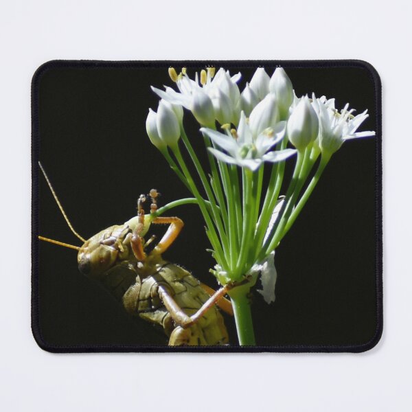 Item preview, Gratitude designed and sold by Elliot L..