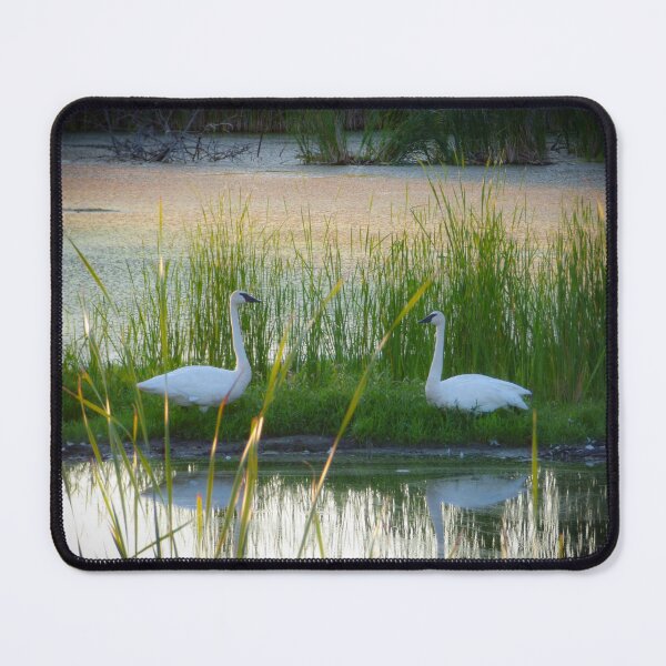 Item preview, Swans on The Lake By Brandon Cable designed and sold by BrandonArtWorld.