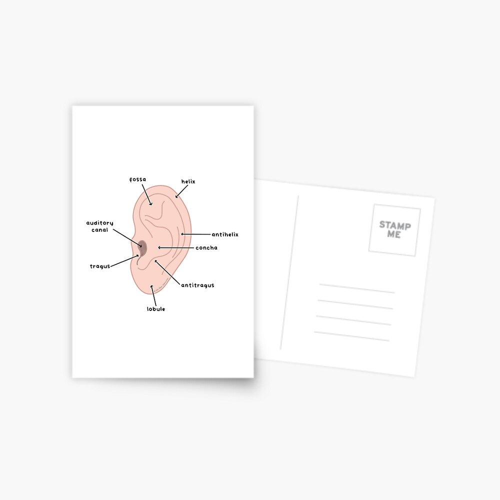 Labeled Ear Diagram | Greeting Card