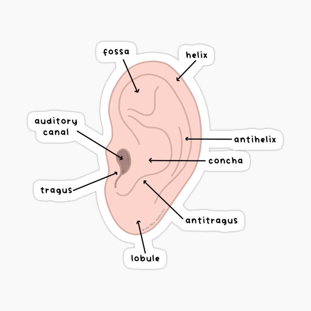 Labeled Ear Diagram | Greeting Card