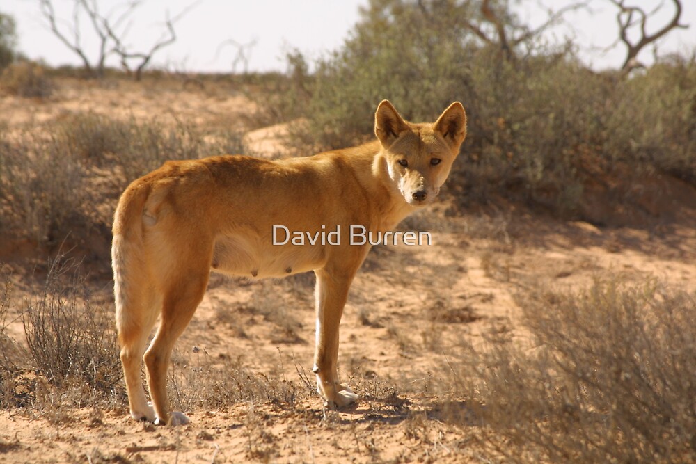 dingo-in-the-desert-by-david-burren-redbubble