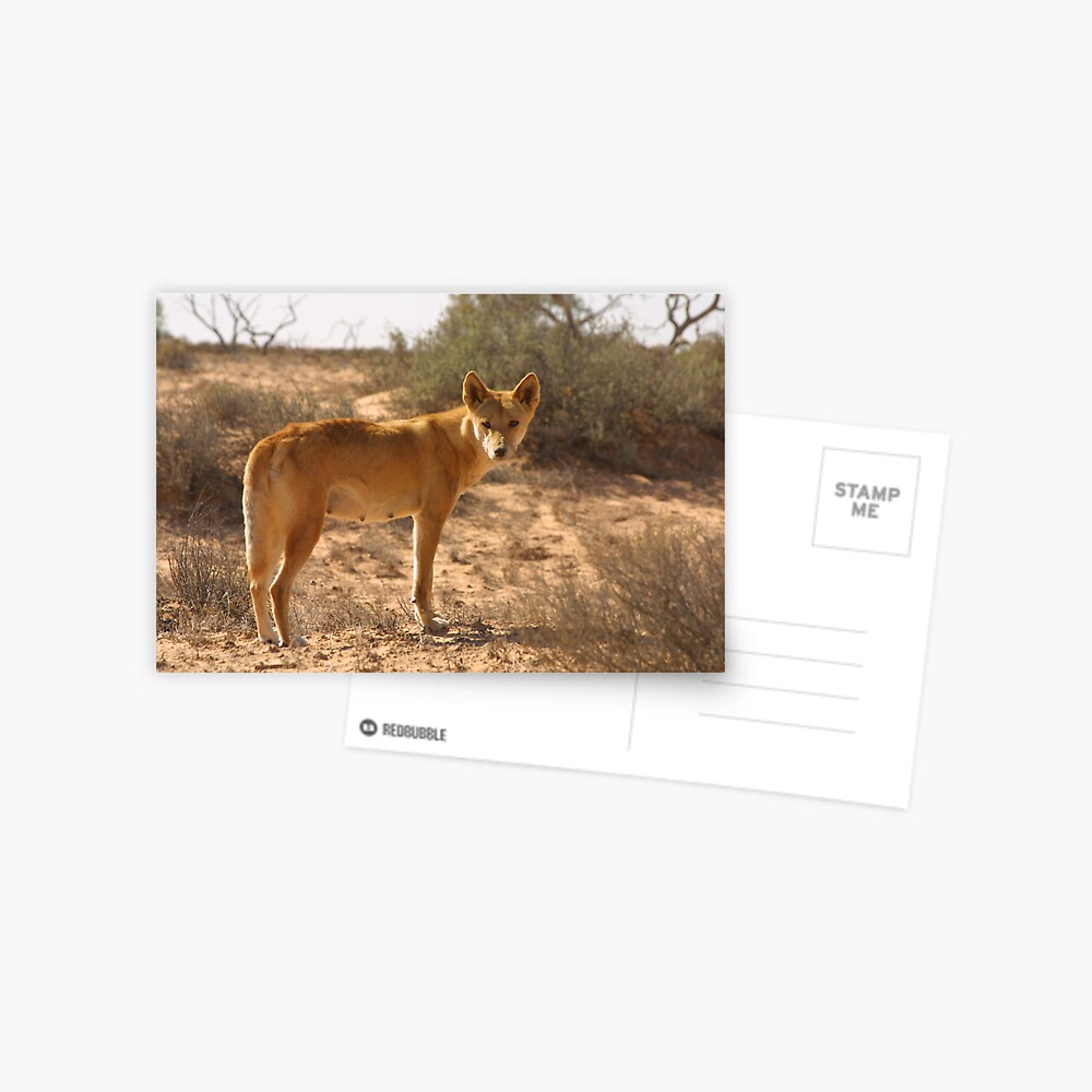 Dingo in the desert Postcard