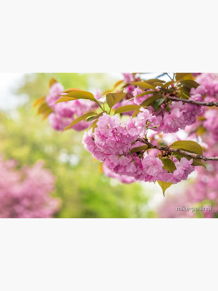 flowers of apple tree in sunlight by mike-pellinni