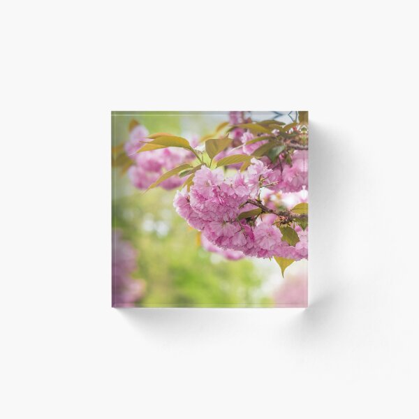 flowers of apple tree in sunlight Acrylic Block