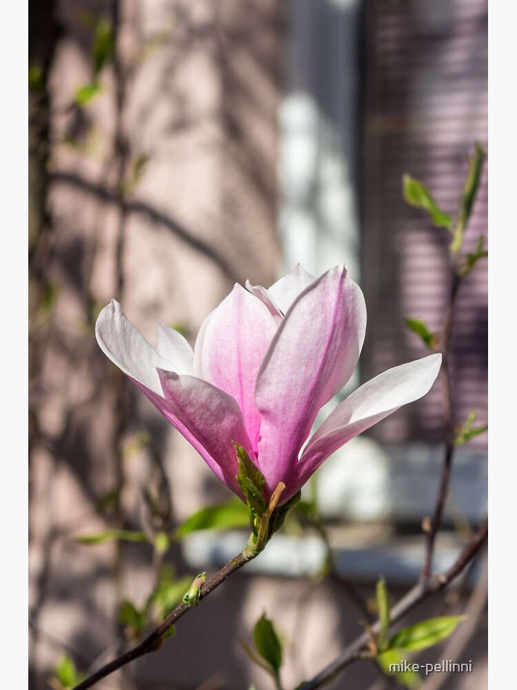 magnolia flower near window by mike-pellinni