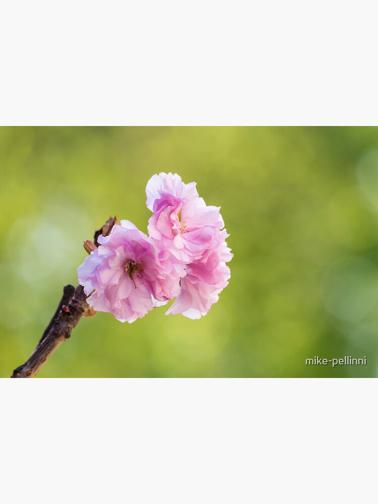 pink blossomed sakura flowers by mike-pellinni