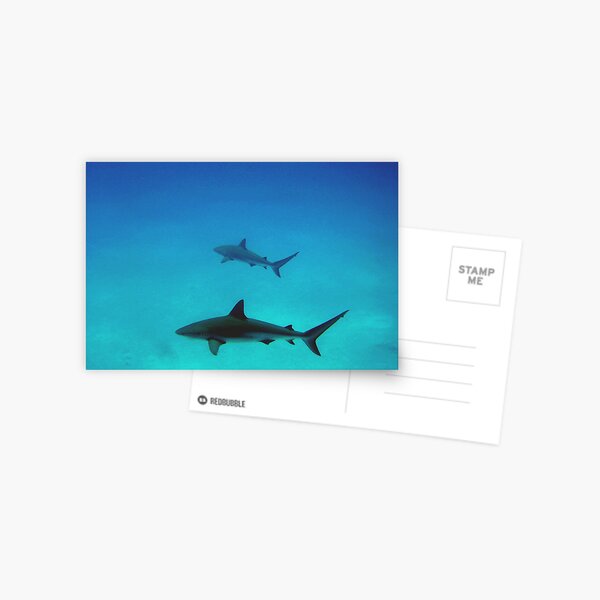 Caribbean reef sharks Postcard