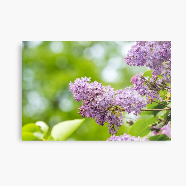 purple lilac on green blurred background Metal Print