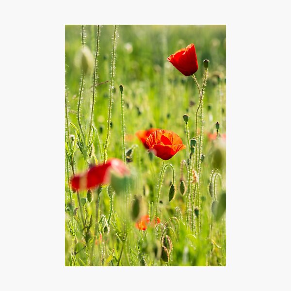 red poppy in the wheat field Photographic Print