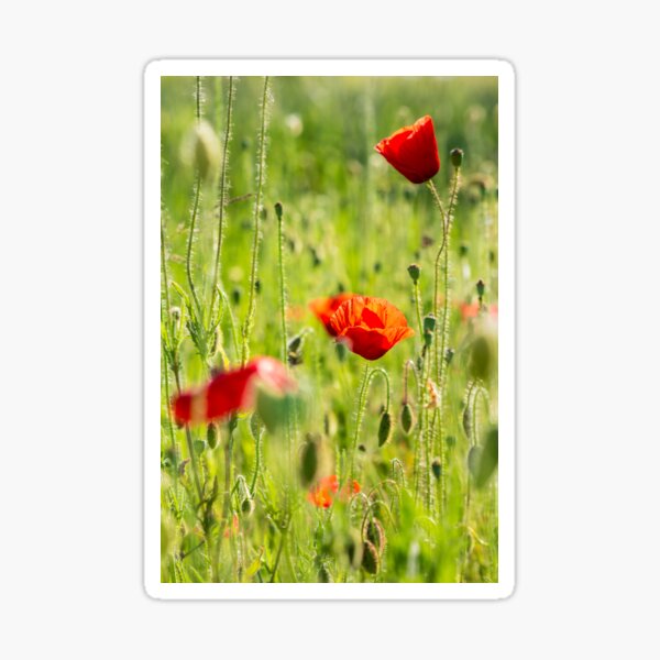 red poppy in the wheat field Sticker