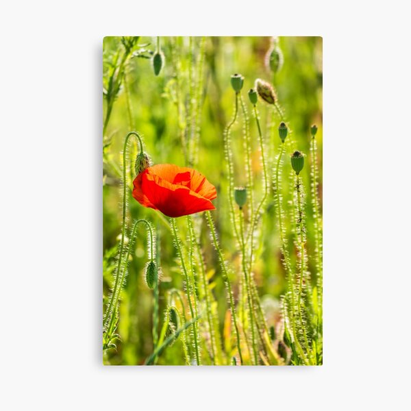 red poppy in the wheat field Canvas Print