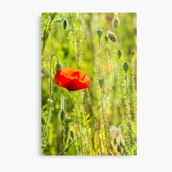 red poppy in the wheat field Metal Print