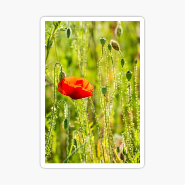 red poppy in the wheat field Sticker